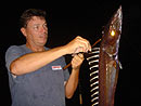 Barracouta with its glowing eyes.