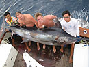 Black Marlin from the Similan Islands.