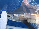 Black Marlin from the Andaman Islands.