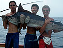 Black Marlin from the Similan Islands.