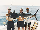 Black Marlin from the drop-off.