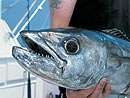 Dogtooth Tuna from the Similan Islands.