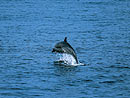 Bottlenose Dolphin near Port Blair.
