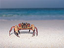Rubber Crab in the Andaman Islands.