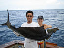 Sailfish caught on a belly strip.