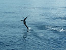 Sailfish jumping.