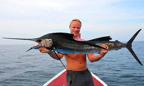 Sailfish caught while trolling.