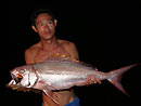 Smalltooth Jobfish from the Similan Islands.