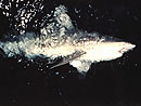 Tiger Shark from the Similan Islands.