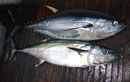 Yellowfin Tuna from The Andamans.