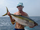 Yellowfin Tuna from the Similan Islands.