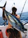 Yellowfin Tuna from the drop-off.