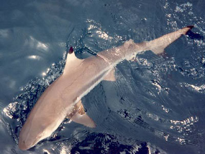 Blacktip Reef Shark.