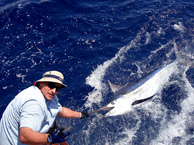 Black Marlin caught near Phuket.