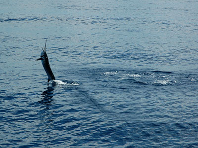 Sailfish jumping at Ko Rok.