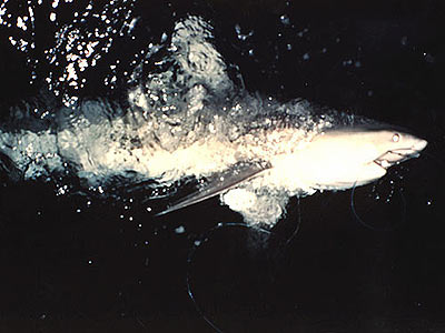 Tiger Shark at night.