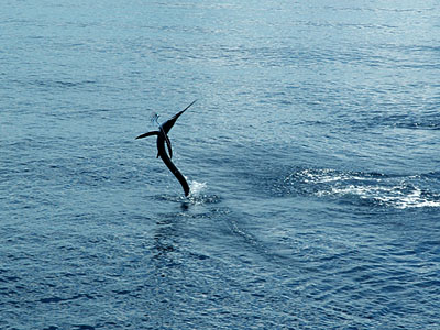 Sailfish jumping at Racha.