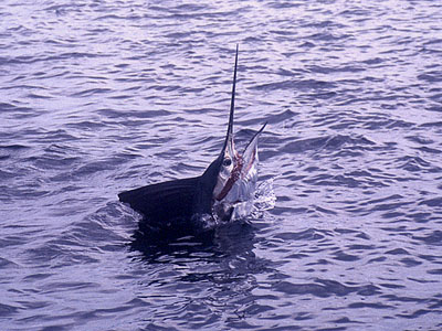 Sailfish near Phuket.