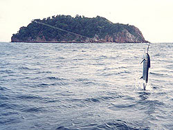 Jumping Sailfish at Racha Noi