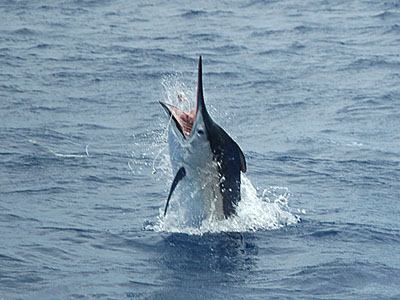 Black Marlin at the Similan Islands - Thailand.