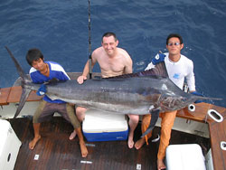 Black Marlin from The Similan Islands.