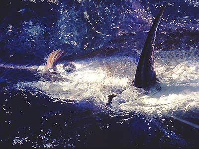 Black Marlin at the drop off.