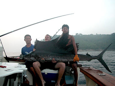 Sejlfisk nr Surin erne - Thailand.