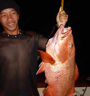 Mangrove Jack on light tackle.