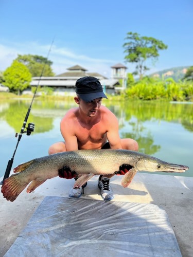Alligator Gar.