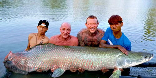 Arapaima at Khao Lak Fishing Park.