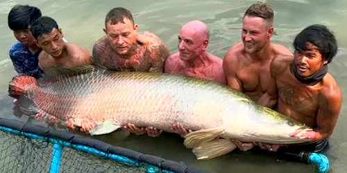 Arapaima at Khao Lak Fishing Park.