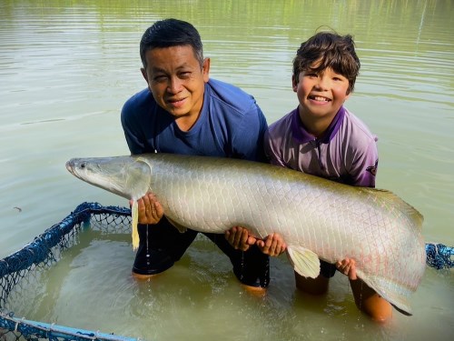 Arapaima at Patong Fishing Park.
