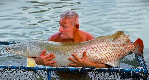 Arapaima at Patong Fishing Park.