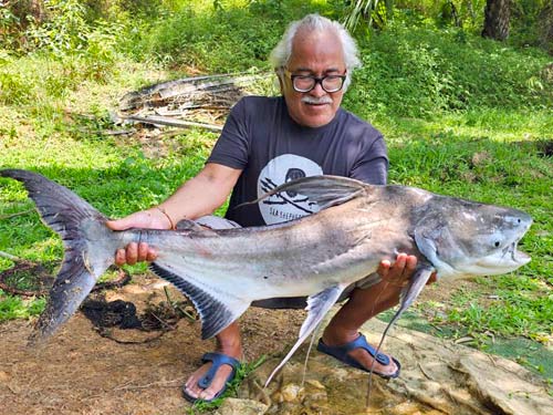 Cheow Phraya Catfish at Khao Lak Fishing Park.