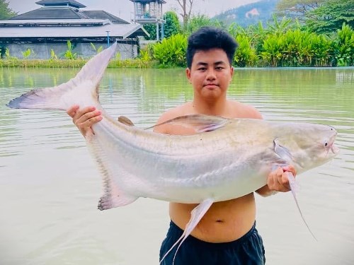 Striped Catfish.