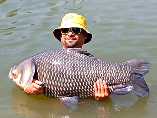 Giant Siames Carp Pattaya