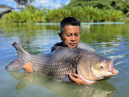 Giant Siamese Carp.