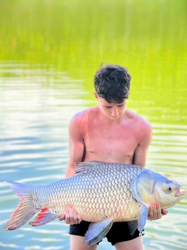 Giant Siamese Carp.