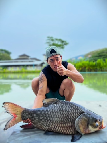 Giant Siamese Carp.