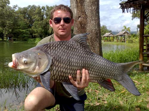 Giant Siamese Carp from Sawai Lake Phuket.