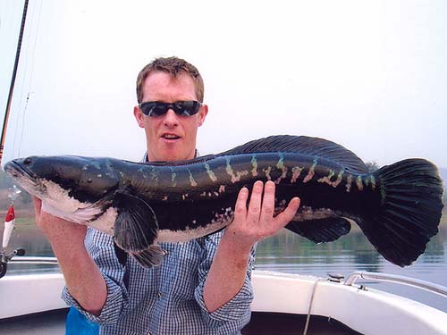 Giant Snakehead on a surface lure.