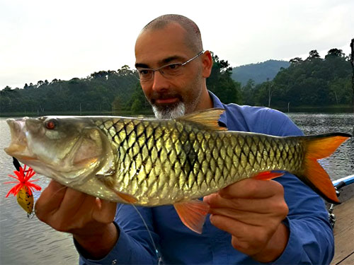 Hampala Barb jungle fishing.