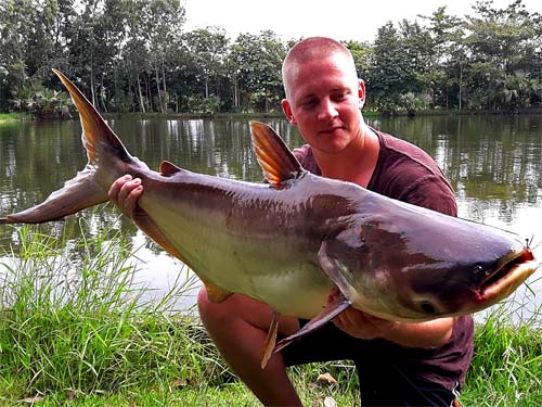 Giant Mekong Catfish at Taipar Lake.