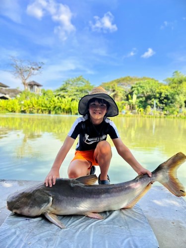 Mekong Catfish.