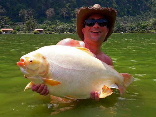 Albino Pacu from Exotic Lake.