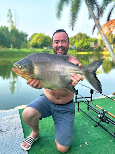 Red Bellied Pacu