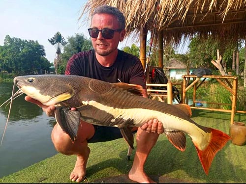 Redtail Catfish Pattaya