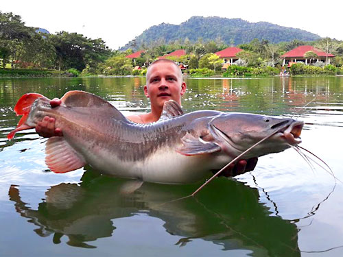 Redtail Catfish Photo Gallery Fishing Khao Lak