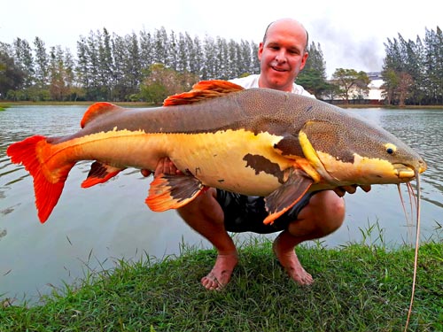 Amazon Redtail Catfish, IT Monster Lake.