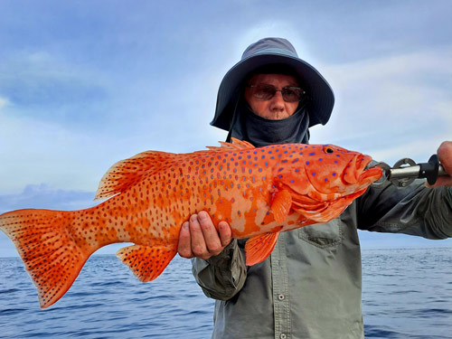 Coral Trout.